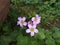 Three joint small  white  pink flower and green background leaf leaves