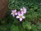 Three joint small  white  pink flower and green background leaf leaves