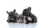 Three joyful French bulldog puppies curiously looking aroun