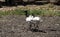 Three Juvenile Australian White Ibis (Threskiornis molucca) in Sydney