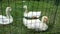 Three juvenile goose taking a break