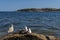 Three juvenile gulls on a cliff with blue sea and sky in background