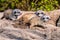 Three juvenile meerkats on a rock