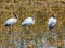 Three Juvenile Wood Storks All in a Row