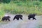 Three Kamchatka brown bear cubs come out forest and walking along country road. Children wild predator animals in