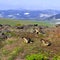 Three kamchatka`s fluffy marmots on the high mountain of Russia is protected by the environment