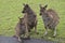 Three Kangaroo-Island kangaroo