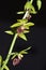 Three Keeled Calanthe Orchid