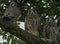 Three Kestrel fledglings watching you.