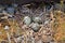 Three Killdeer, Charadrius vociferus, Plover Eggs in Ground Nest, Vancouver Island, British Columbia, Canada