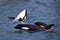 Three killer whales in blue water