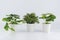 Three kinds of artificial plants on a white background. Monstera, boxwood, pilea peperomia.