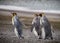 Three king penguins running through the rain