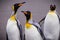 Three king penguins in the snow