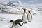 Three king penguins in the snow on South Georgia island