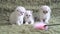 Three kitten grabbing to plastic stick with pink feather. Baby cat enjoying playing with feather on long plastic stick