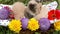 Three kittens in basket