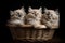 Three kittens in a basket on a black background. Studio photography.