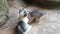 Three kittens playing happily on the dusty floor