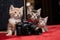 Three kittens are sitting next to a camera. Generative AI image.