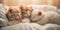 Three kittens are sleeping on a bed together. Generative AI image.