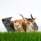 Three kittens standing behind tall grass with an off white
