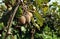 Three kiwis hanging on the plant at the end of summer