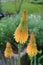 Three kniphofia or red hot poker blooms in mango popsicle colour