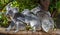 Three koalas sitting on a branch holding each other