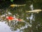 Three Koi fish or Carp fish are swimming happily in the pond fish.