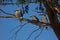 Three Kookaburra Birds sitting on a gum tree branch