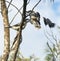 Three Kookaburras on a tree