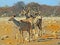 Three Kudu on the dry plains