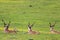 Three Kudus resting in the field. Addo Elephant National Park, South Africa.