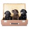 Three labrador puppy in suitcase