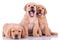 Three labrador retriever puppy dogs