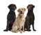 Three labrador sitting, isolated