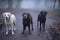 Three labradors in a foggy forest