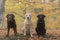 Three labradors in the forest