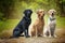 Three labradors posing in the forest - fox red black and yellow