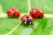 Three ladybugs on the green leaf