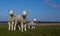 Three lambs in the pasture