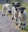 Three lambs queue up in a line