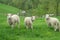 Three lambs standing