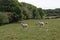 Three lambs standing in a field in Northamptonshire on a sunny summer`s day