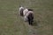 Three lambs walking along a trail in an open field, shot from behind