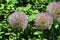 Three Large Allium Flower Heads in a Garden