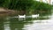 Three large beautiful white ducks-American Pekin, also known as Aylesbury or long island swim in a pond near the shore