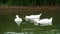 Three large beautiful white ducks-American Pekin, also known as Aylesbury or long island swim in a pond near the shore
