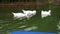 Three large beautiful white ducks-American Pekin, also known as Aylesbury or long island swim in a pond near the shore